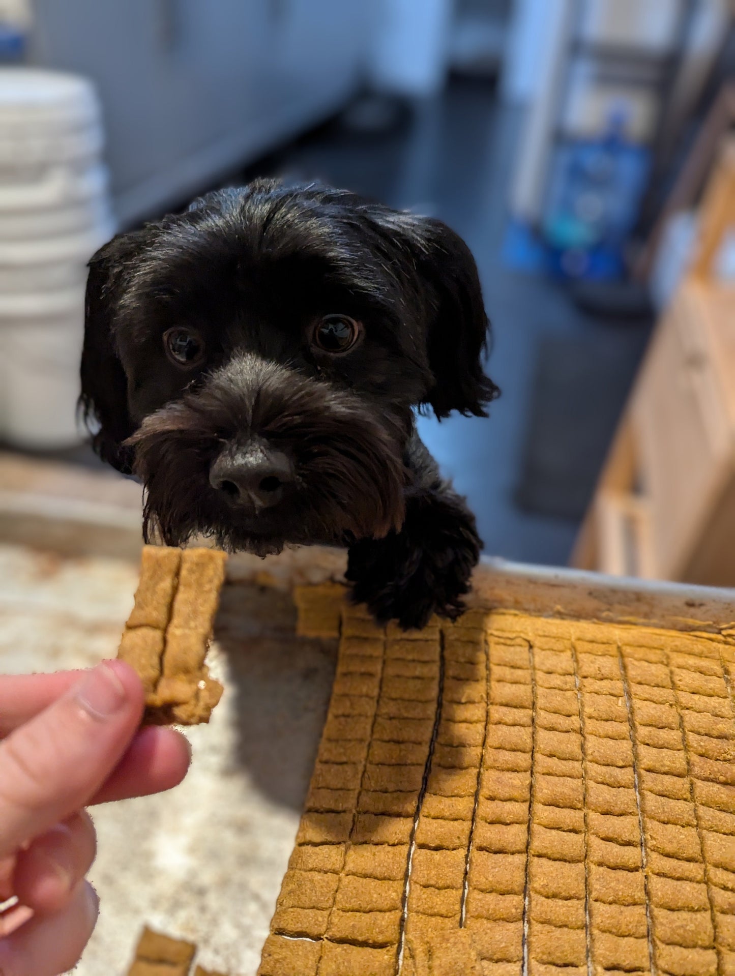 Sourdough Dog Treats