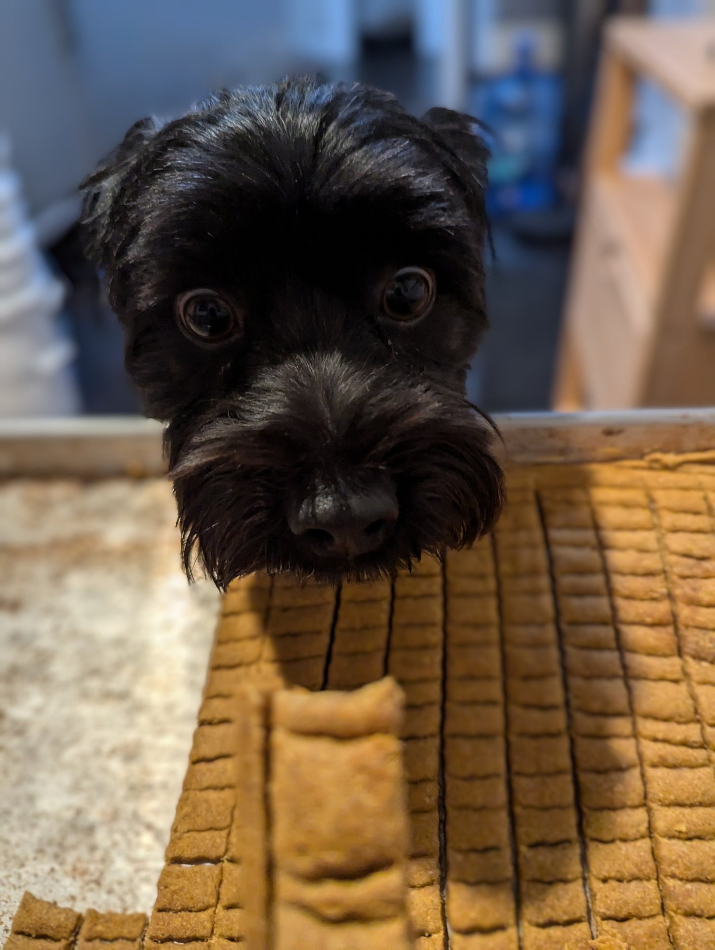 Sourdough Dog Treats